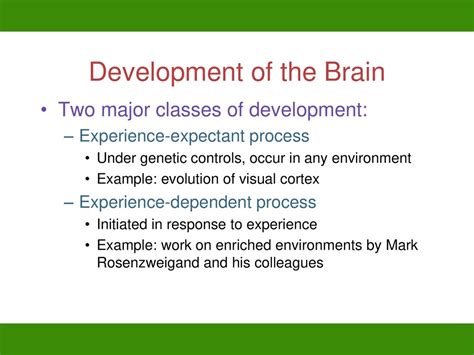 experience dependent brain growth quizlet